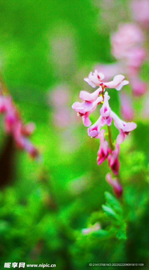 鲜花花朵花卉 