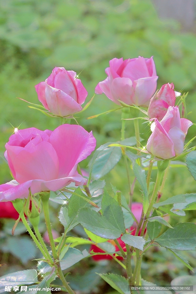 月季花朵花卉