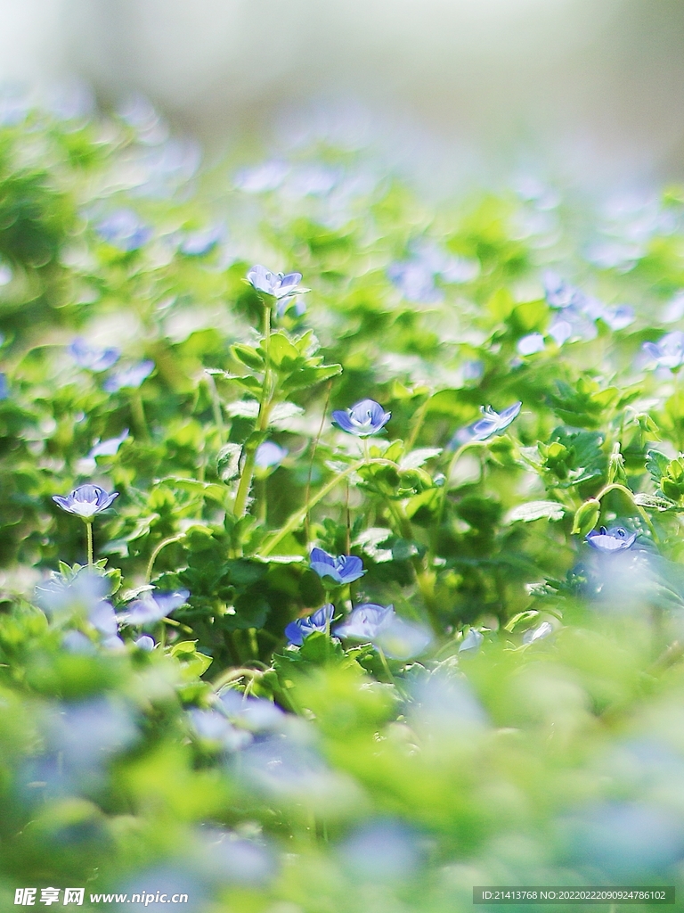 兰花草花卉 