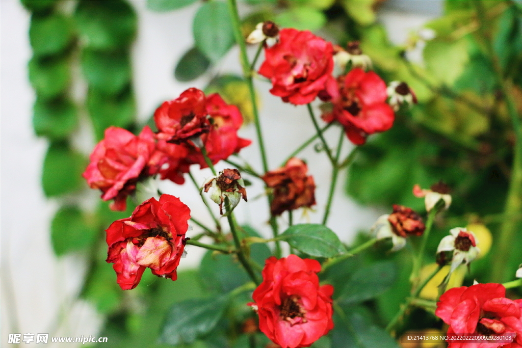 月季花朵花卉