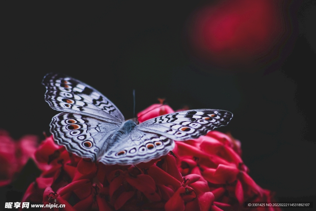 灰色三色堇蝴蝶