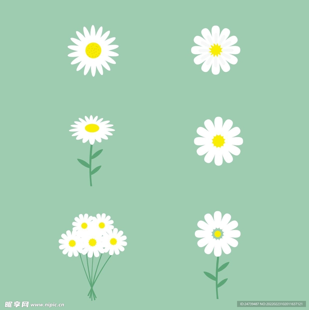 雏菊