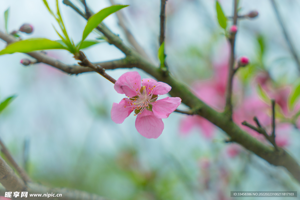 小清新春天桃花开花