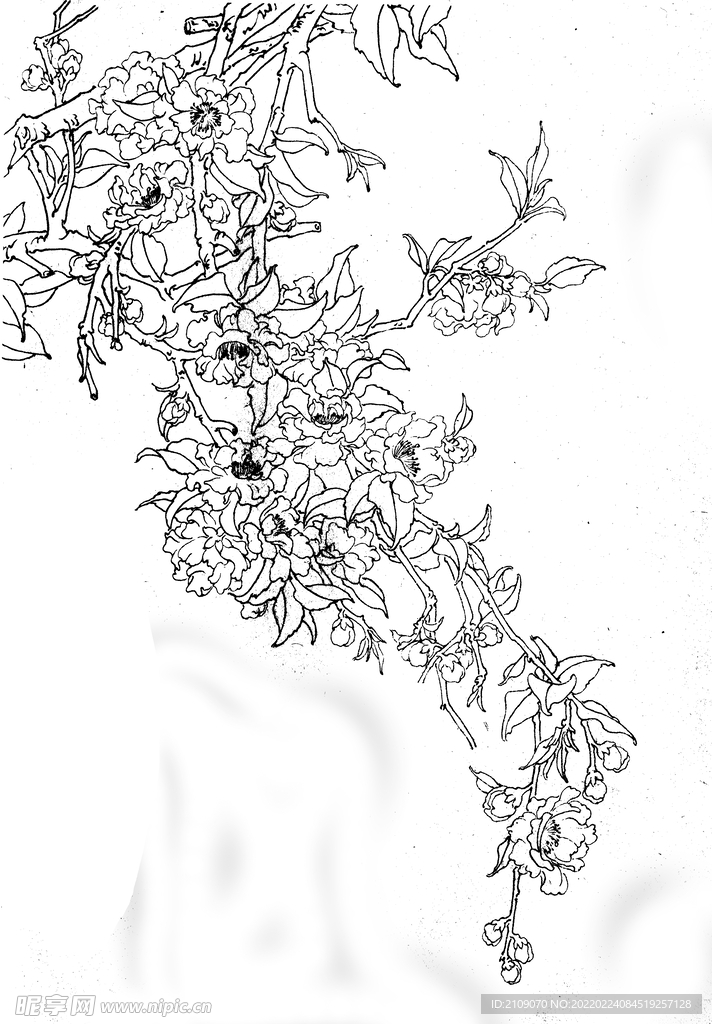 二月梅