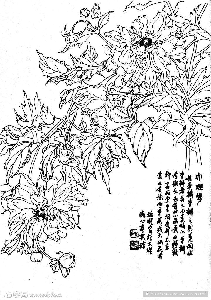 大理花
