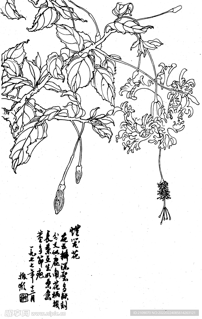 灯笼花
