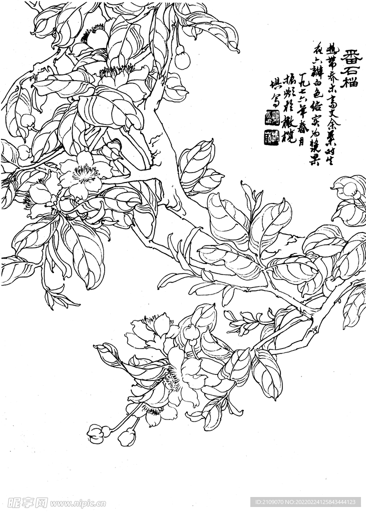 番石榴
