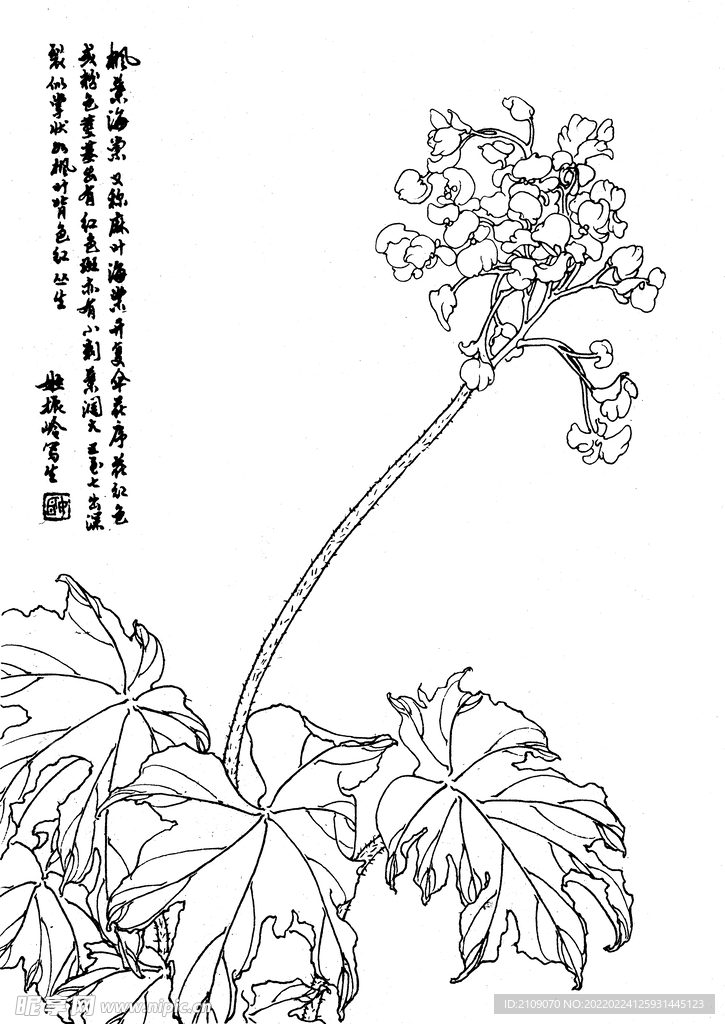 枫叶海棠