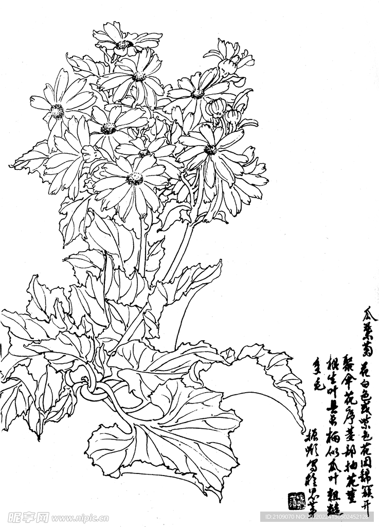 瓜叶菊