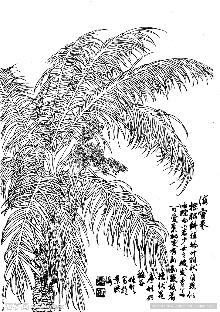 海蜜枣