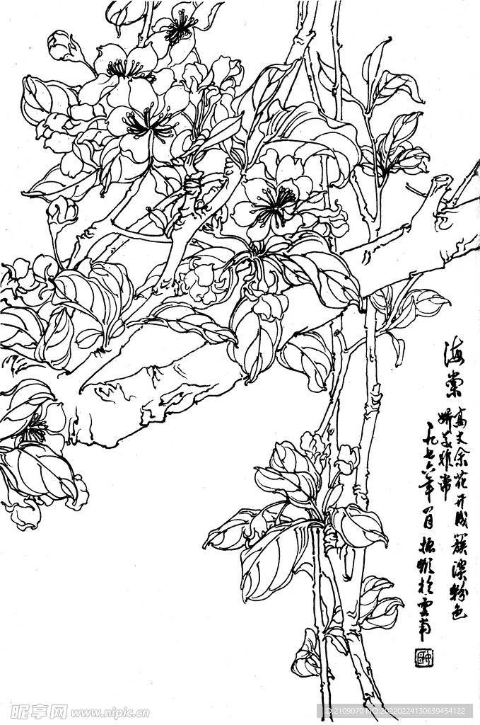 海棠