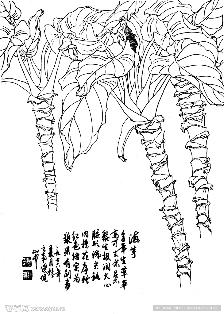 海芋
