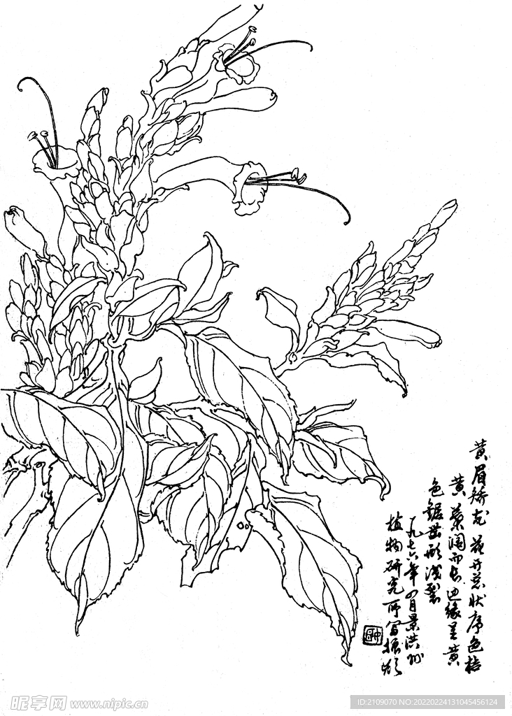 黄眉矫龙