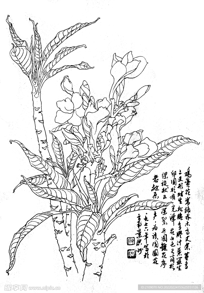 鸡蛋花