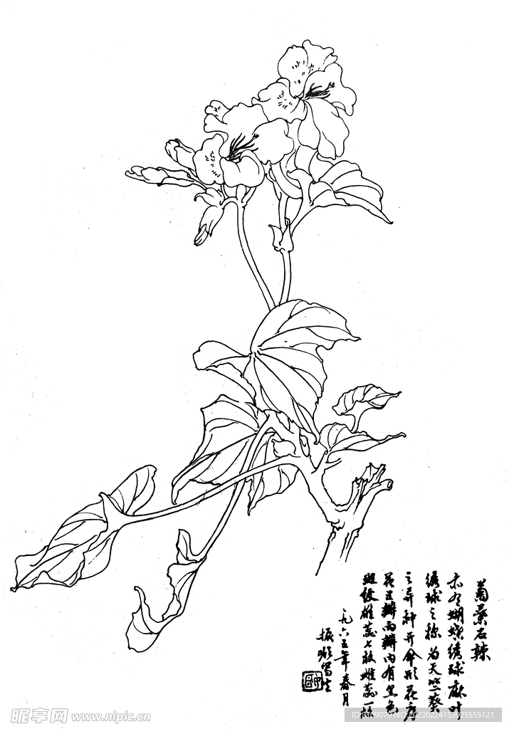 菊叶石辣