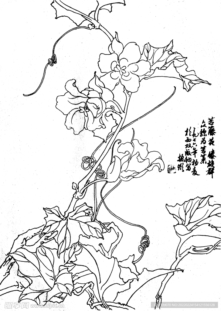 苦藤花