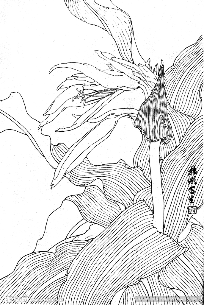 兰花2