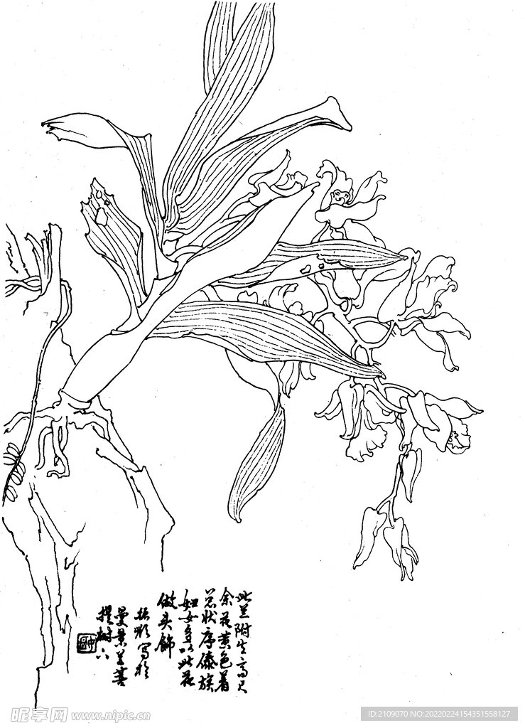 兰花3