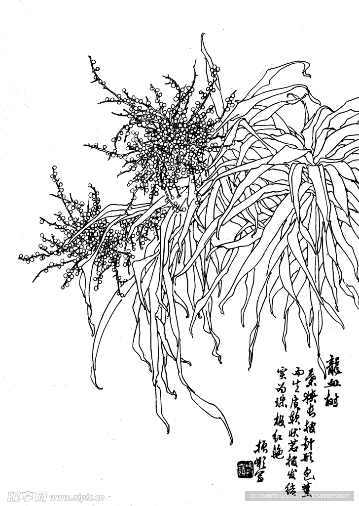 龙血树