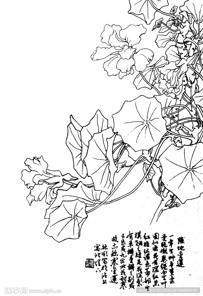 陆地金莲