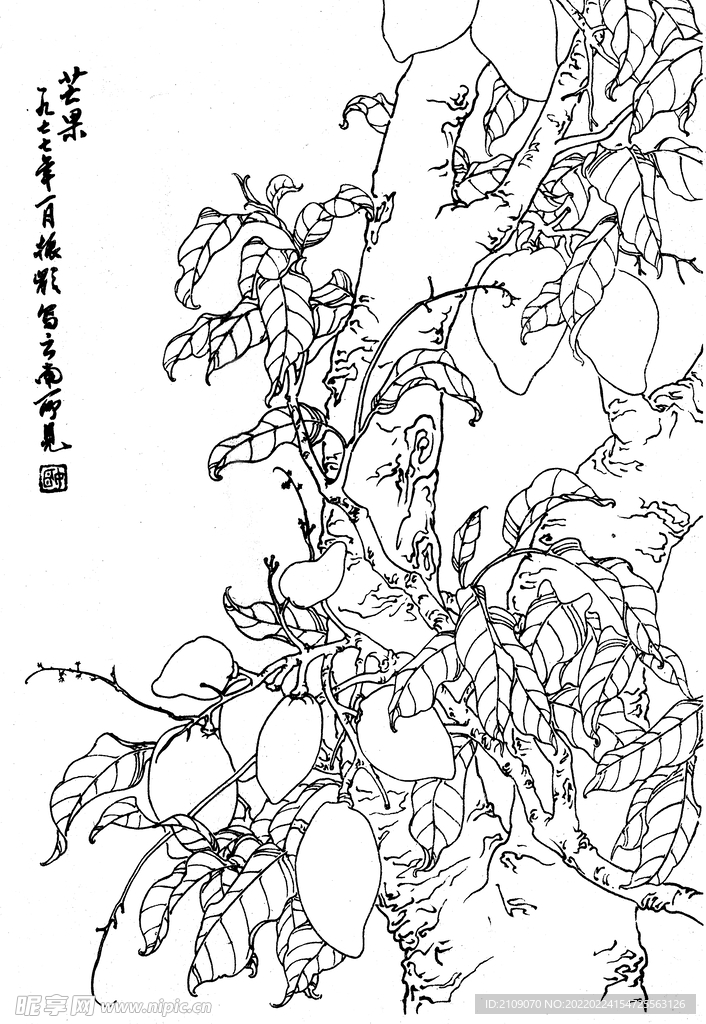 芒果