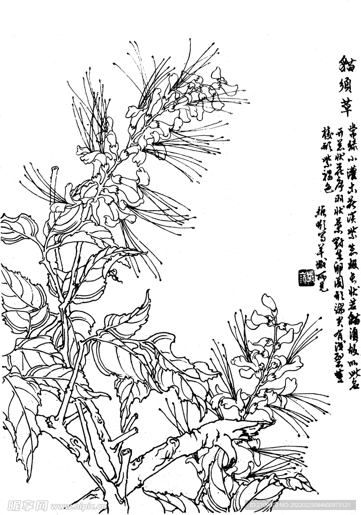 猫须草