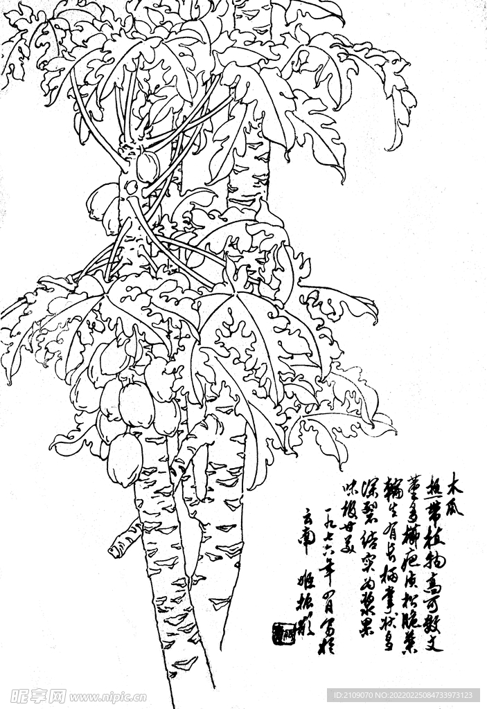 木瓜