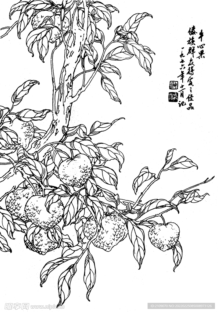 牛心果