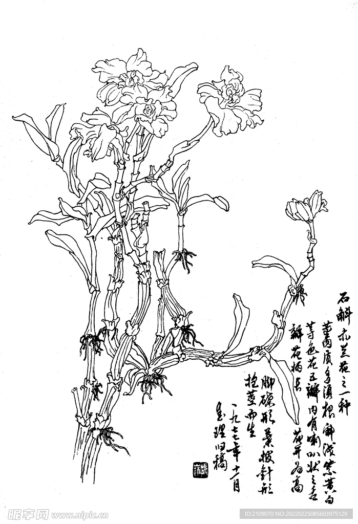 石斛