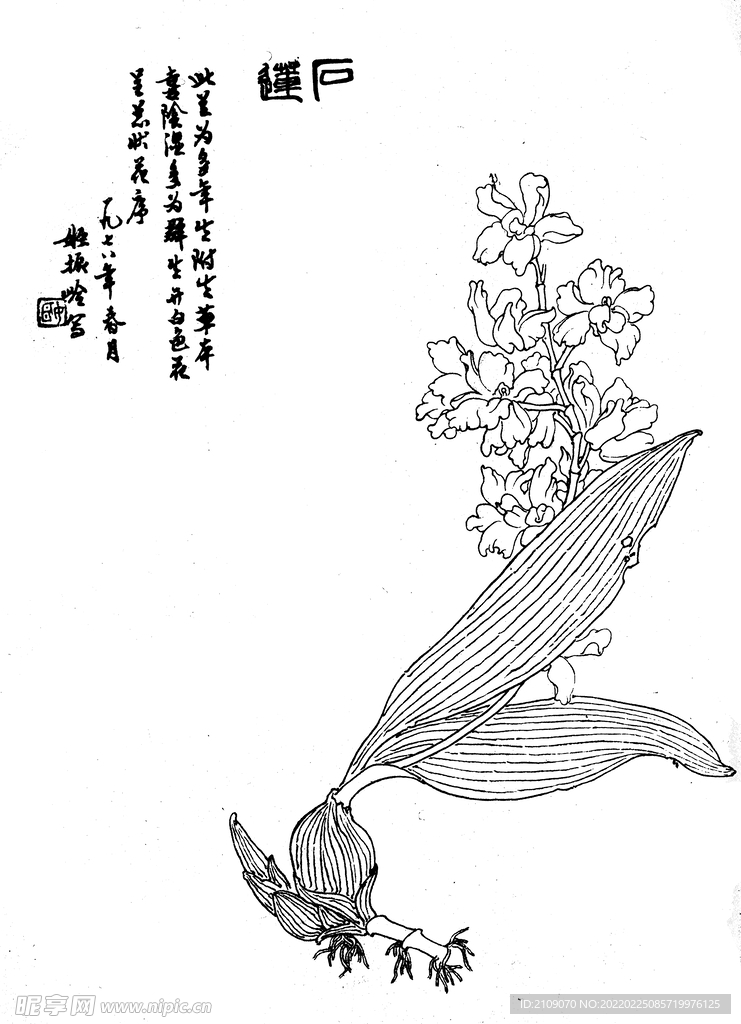 石莲