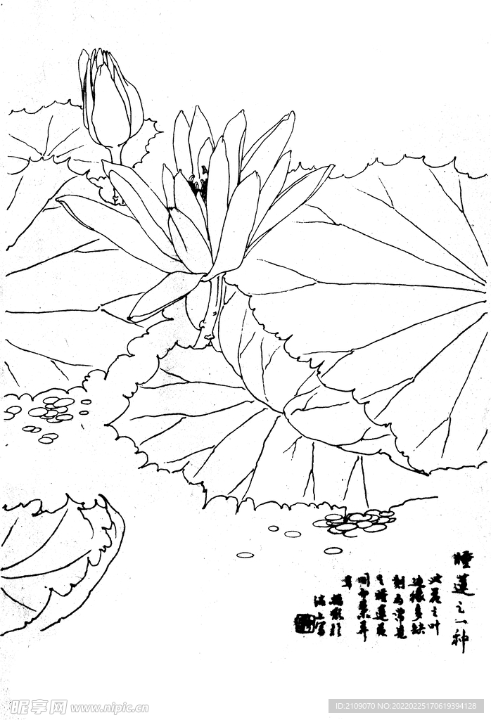 睡莲