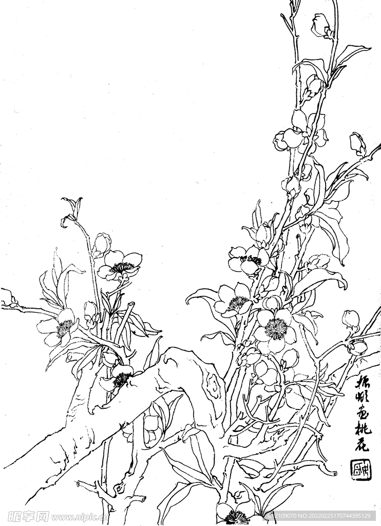 桃花