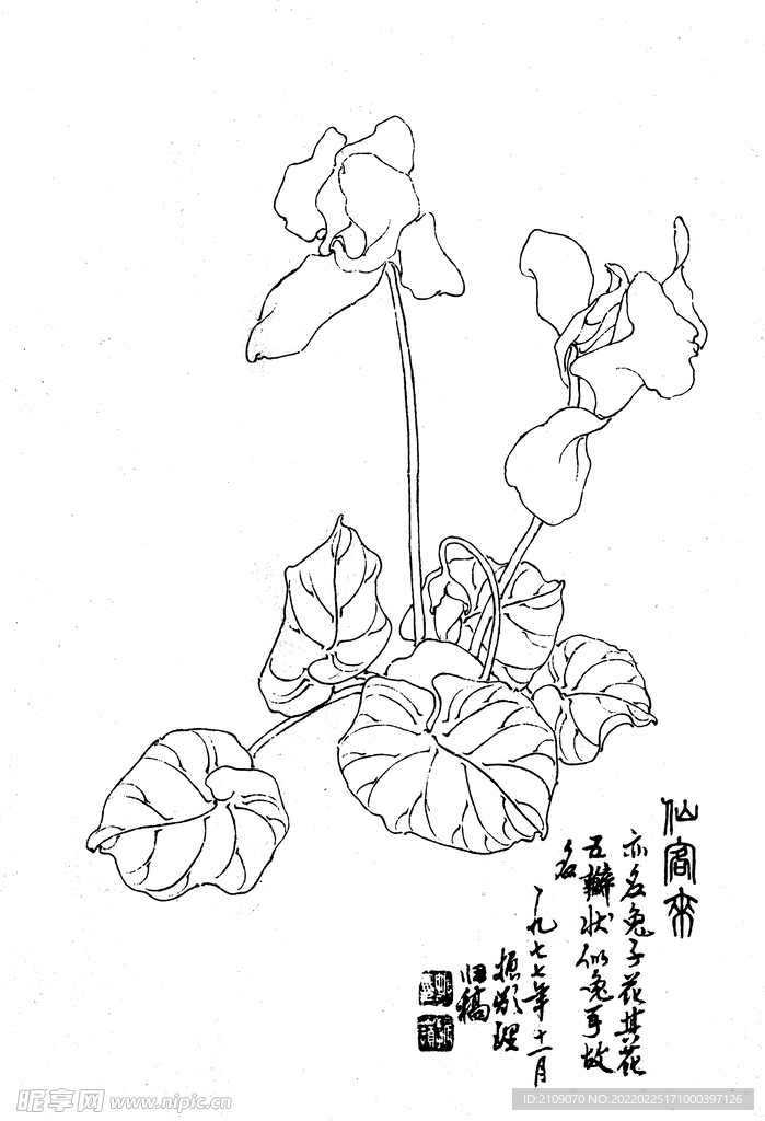 仙客来
