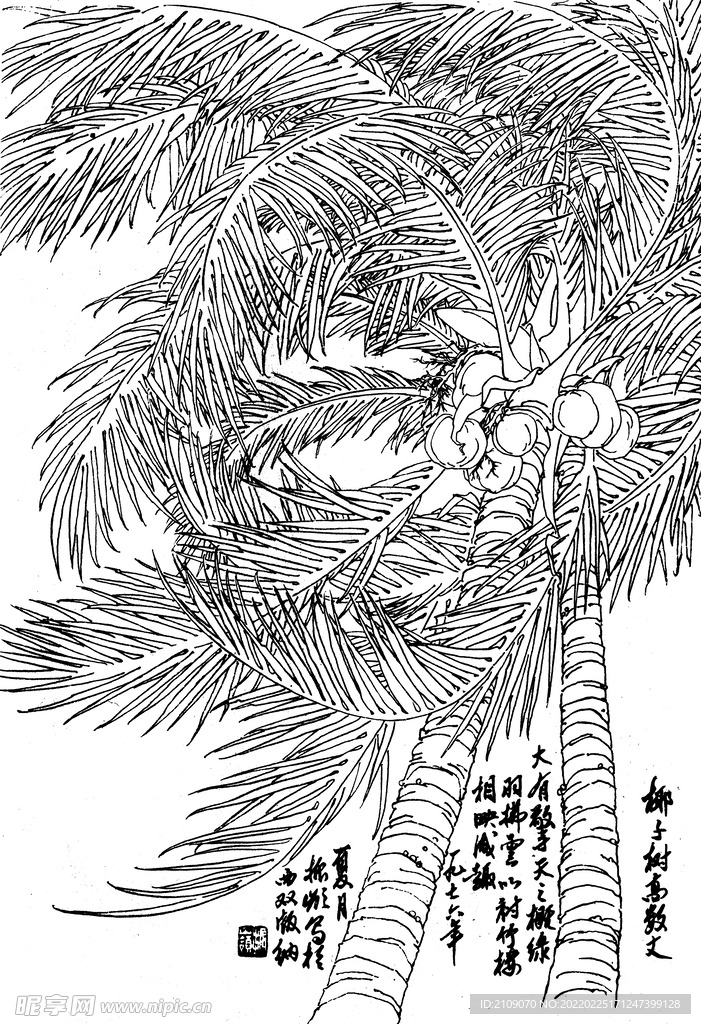 椰子