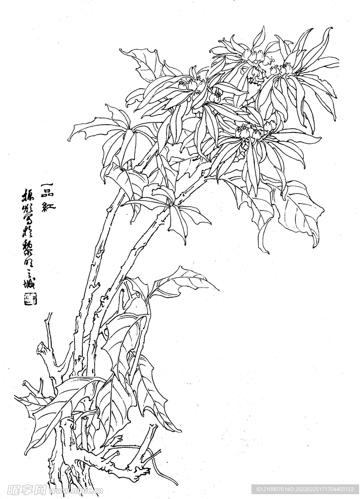 一品红