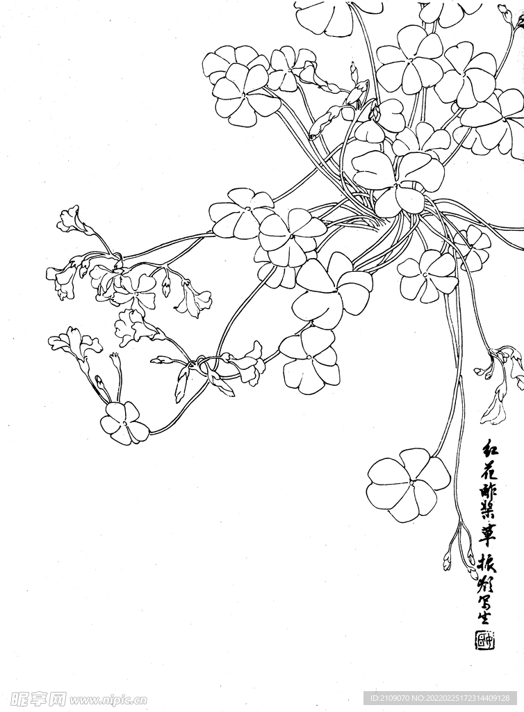 醡浆草