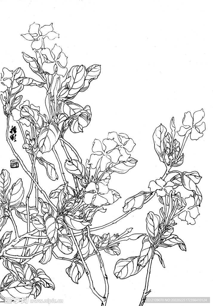 长春花