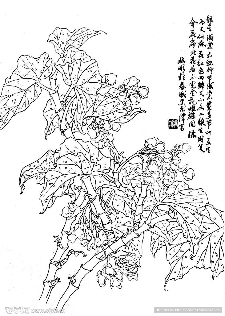 竹节海棠