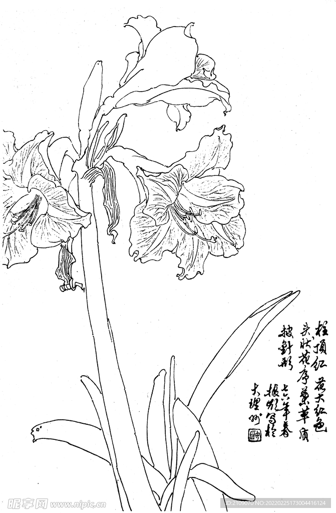 柱顶红