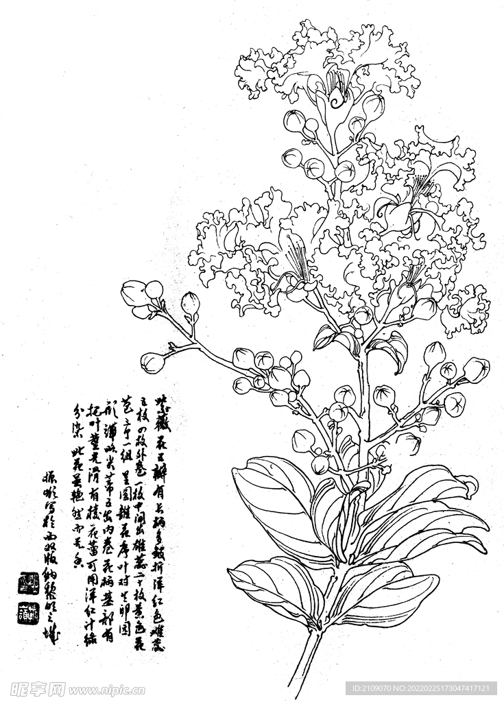 紫薇