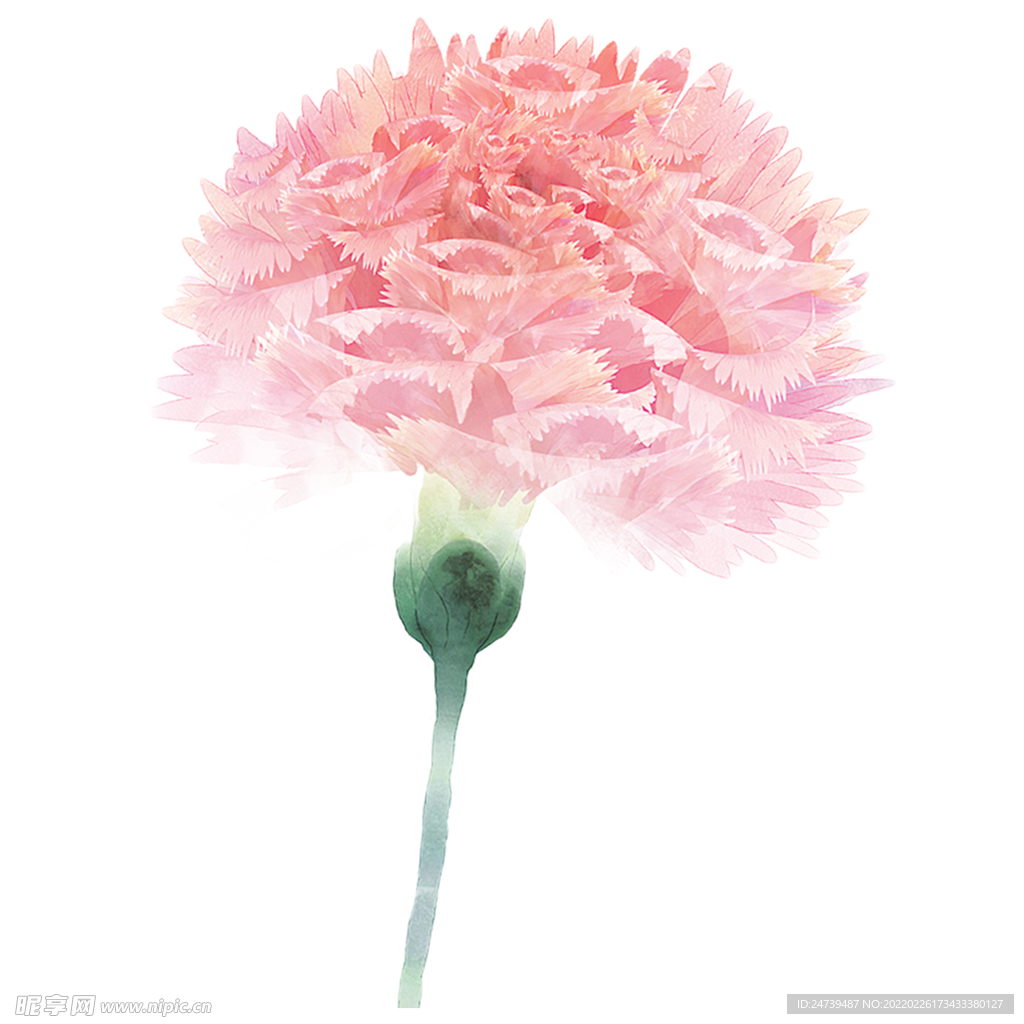 康乃謦 红色 花卉 植物 