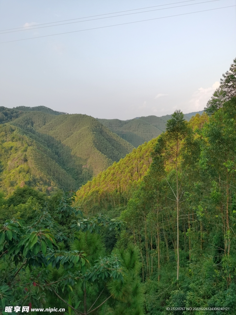 森林 树林
