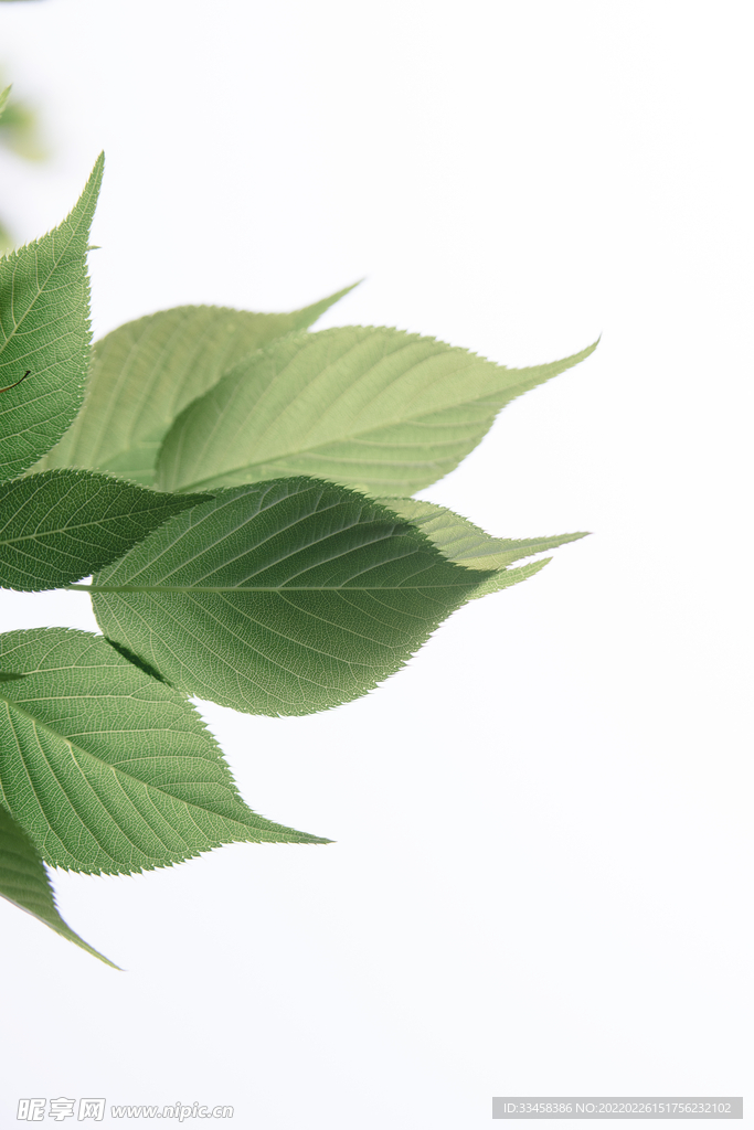 植物树叶春天绿叶逆光阳光