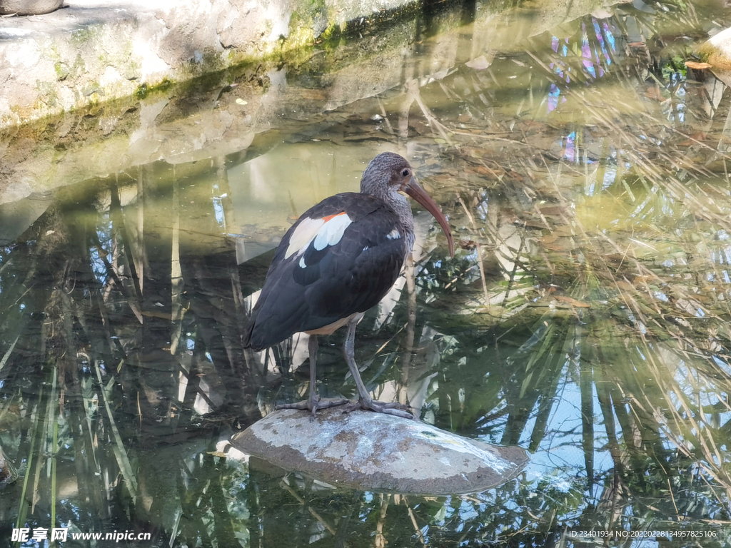 动物园水鸟和乌龟