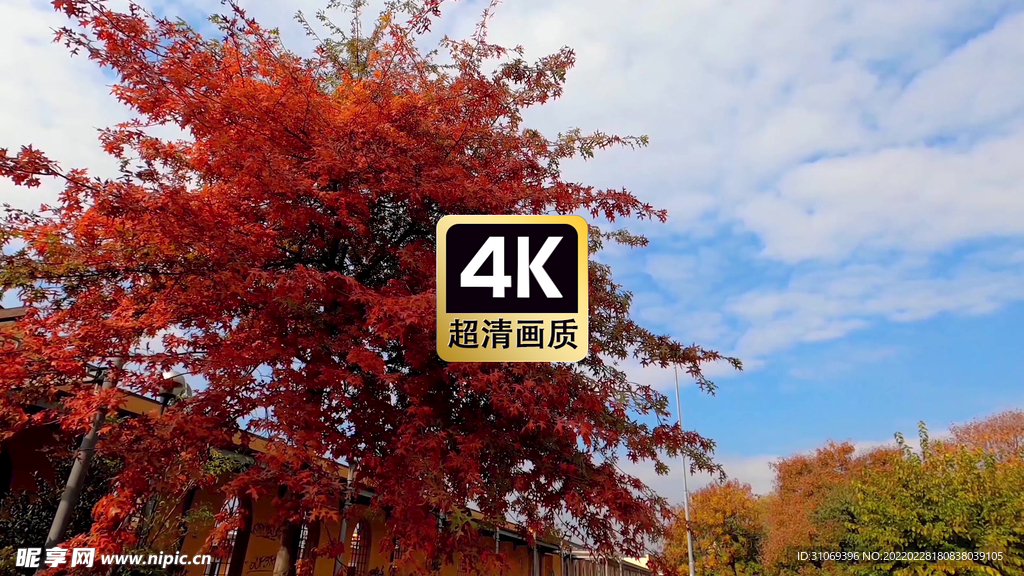 唯美风中的摇摆的枫树