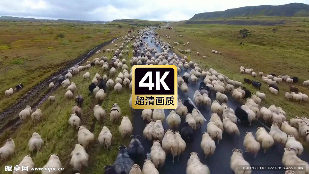 航拍道路上奔跑的羊群