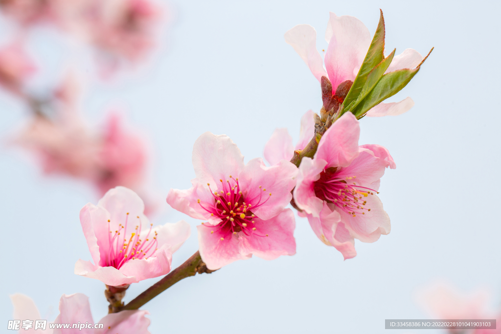 春暖花开春季桃花蓝天