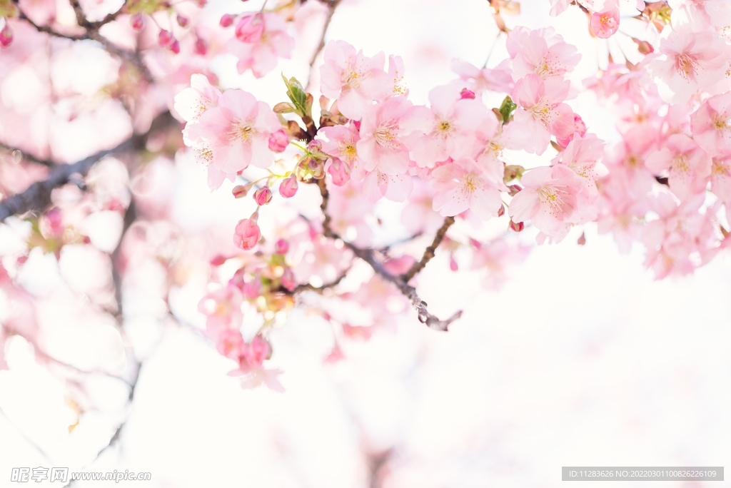 春日桃花特写