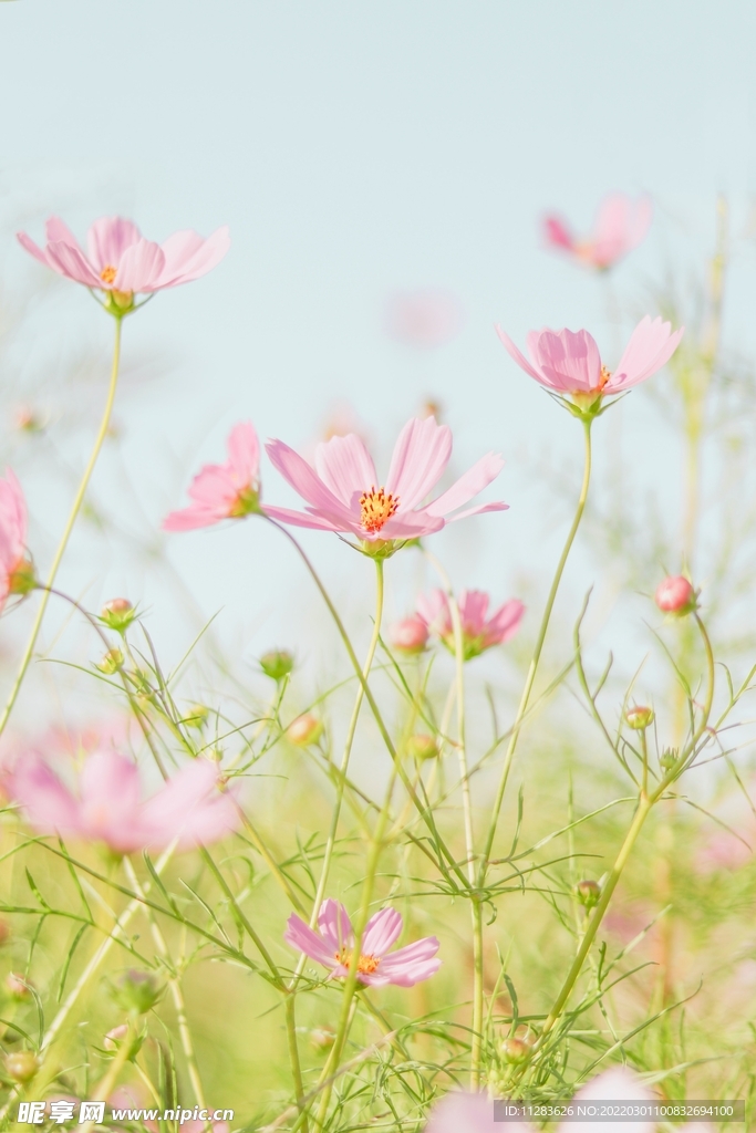 菊花草地摄影