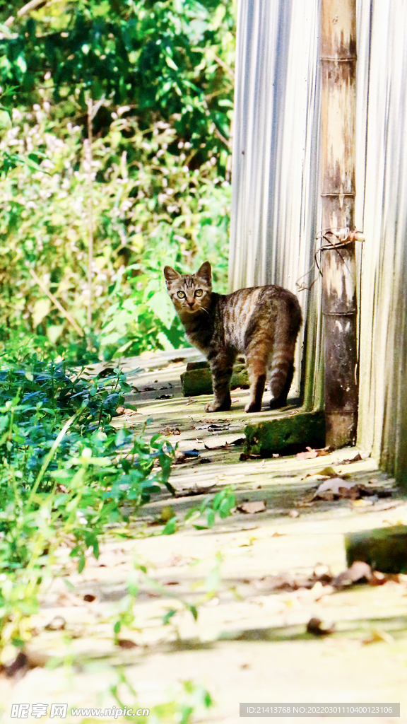 花猫猫咪小猫  